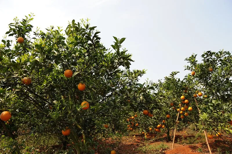 Zumo de naranja en polvo para productos farmacéuticos Snack Helado