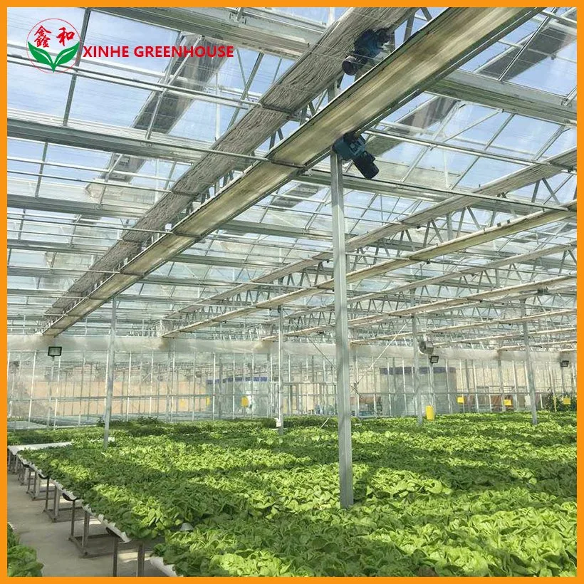 Landwirtschaft / Handel Multi span Toughe Glas Green House für Gemüse / Blumen / Früchte mit Komplettsystem/Hydroponische Systeme/Automatische Bewässerung