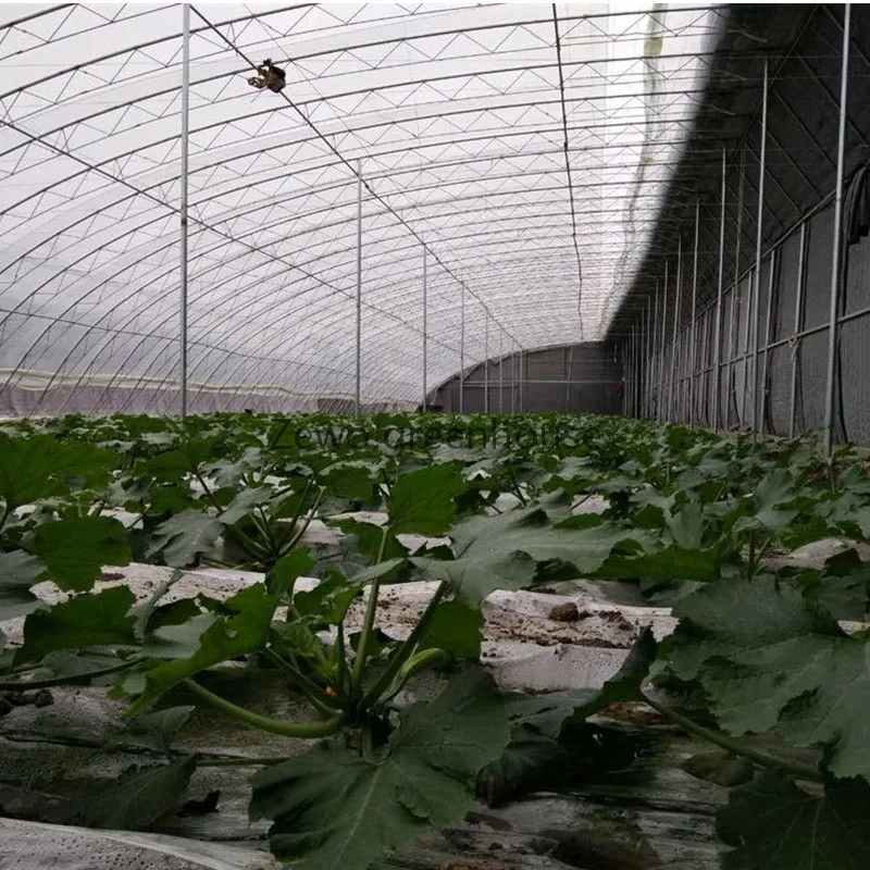 Solar Agricultural Greenhouse with Air Back Wall Covered with Warm Quilts for Winter Vegetables Growing/Gardening Planting