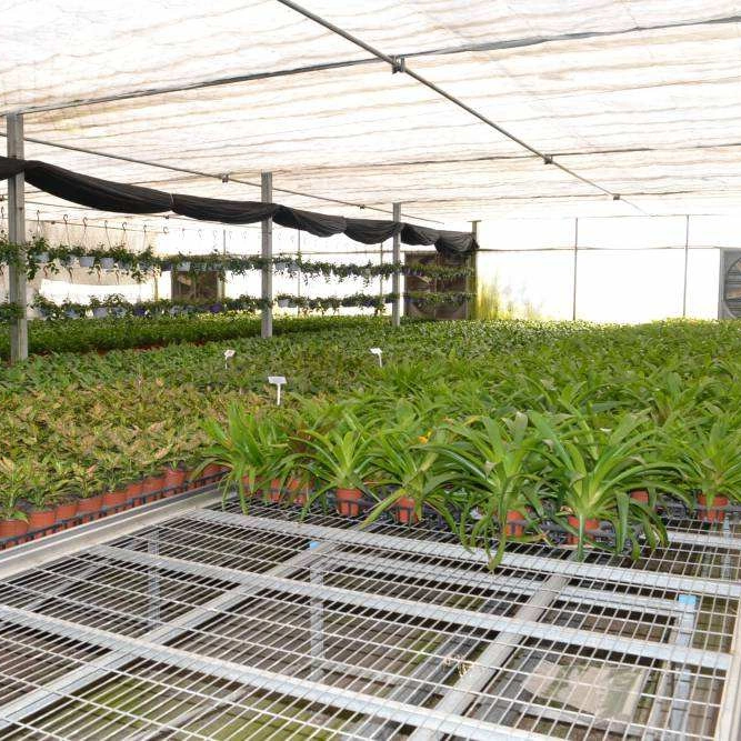 Estándar de bajo precio personalizado invernaderos agrícolas abarcan varios productos de jardinería horticultura invernaderos semilleros viveros Xinhe