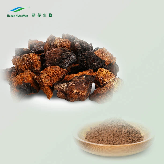 Natural 10%~40% Polysaccharides Powder Chaga Mushroom Extract