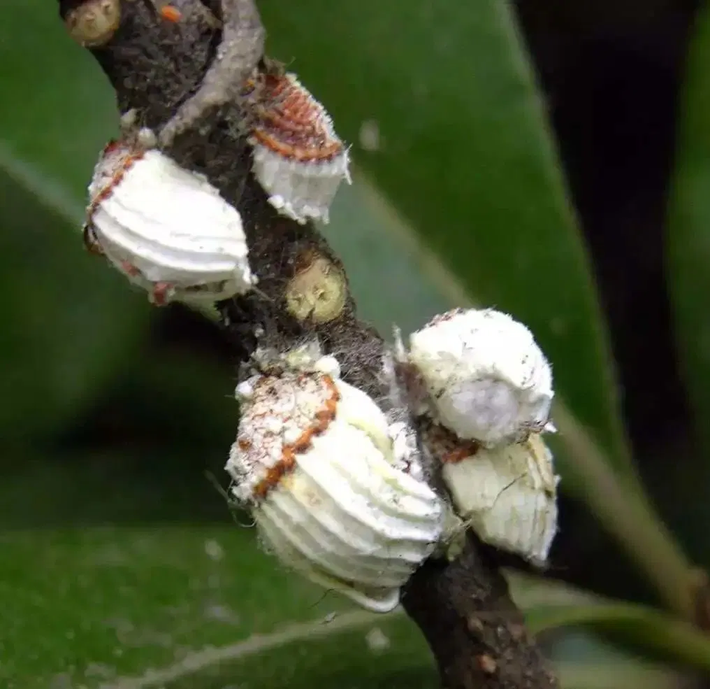 La mejor calidad de aceite de disolvente de clorpirifos 50% cipermetrina 5% ce pesticida químico insecticidas