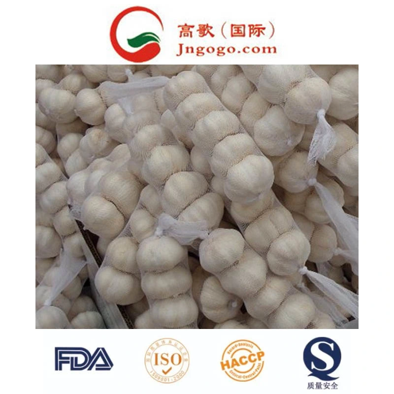 Export New Crop Fresh Pure White Garlic (4.5/5.0)