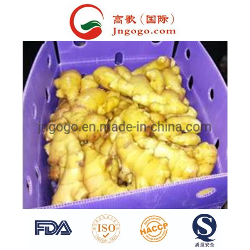 Shine Yellow Colour Fresh Ginger (100g-150g)