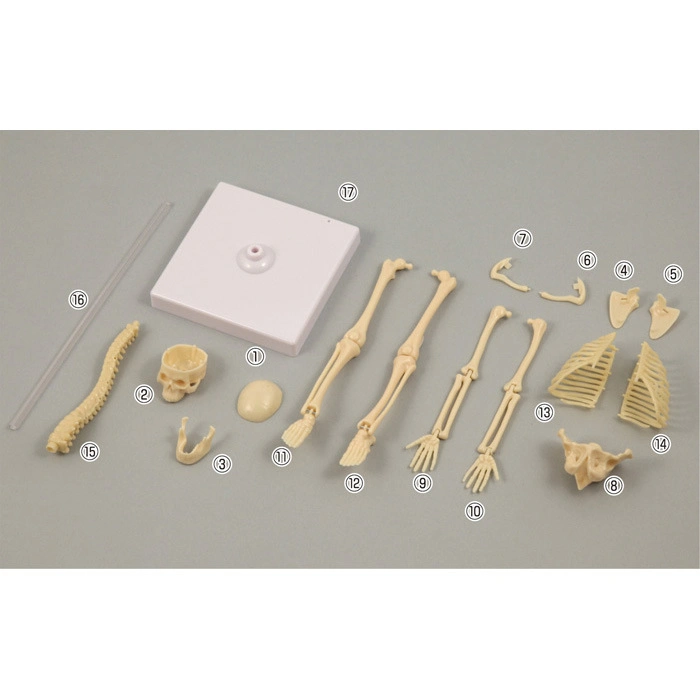 Kits de Ciencia Modelo de cuerpo humano Toy for Kids