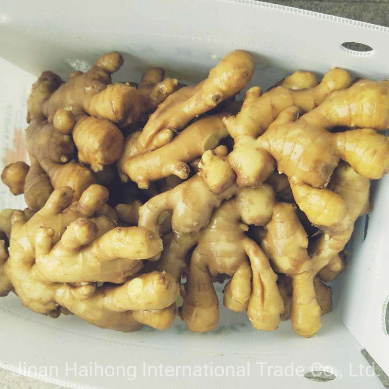 Organic Fresh Dry Ginger Price From Shandong China