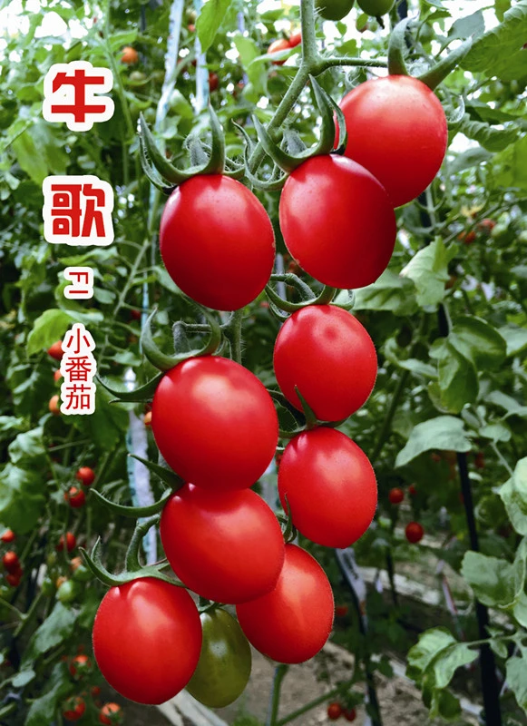 Indeterminate Red Cherry Tomato Seeds Vegetable Fruit Seeds for Sowing