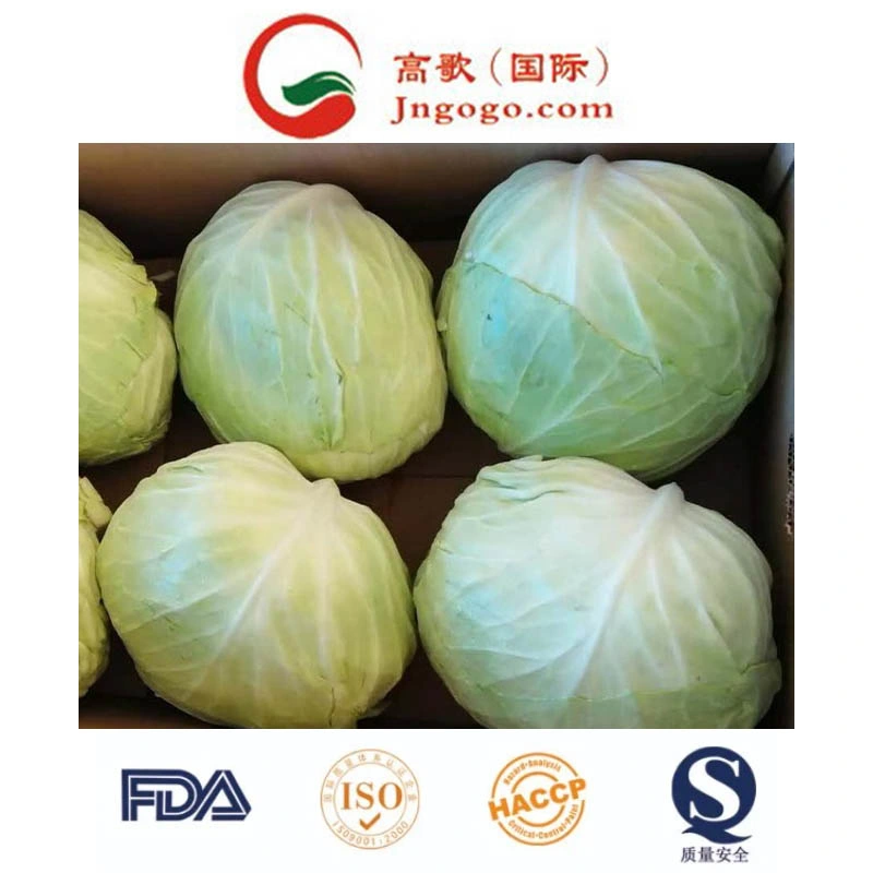 Super Quality Chinese Fresh Flat Green Cabbage Napa Cabbage