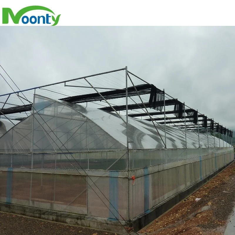 Commercial Agricultural Multispan Film Greenhouse with Roof and Side Ventilation