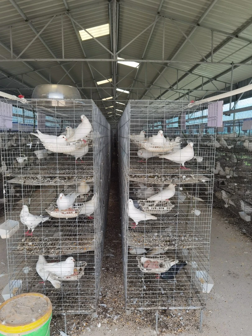 China proveedor mayorista de la jaula de palomas en venta