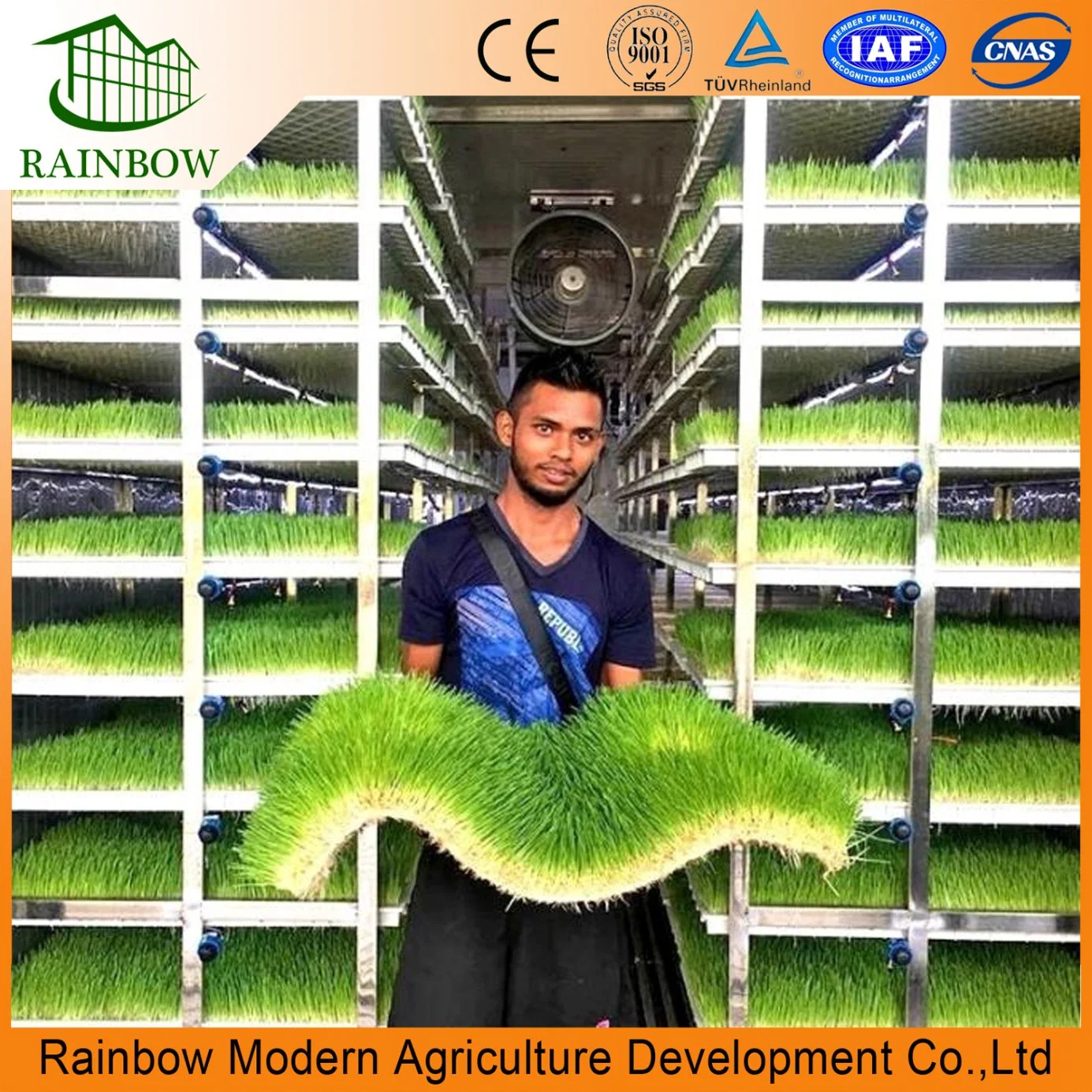 Automatic Hydroponics Fodder Machine Hydroponic Green Forage Sprouted Barley Fodder System