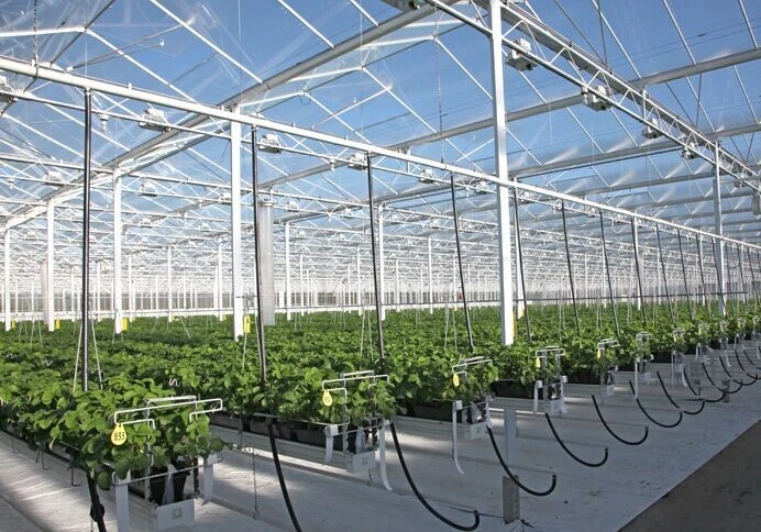 Multi-Span Film/Plastic Film/ Venlo Greenhouse for Vegetables/Flowers/Fruits/Experiment/Eco Restaurant