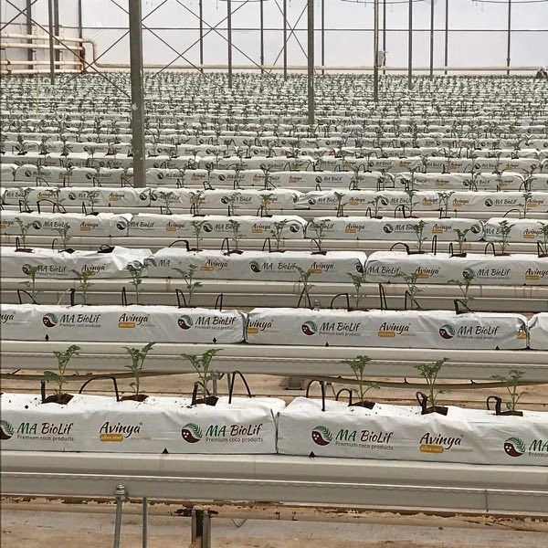 Xinhe Cucumber / Tomato / Strawberry Growing System