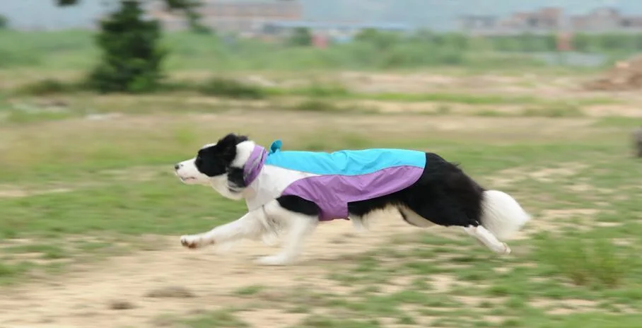 Perro de lujo nuevo diseño de moda ropa de abrigo impermeable Pet