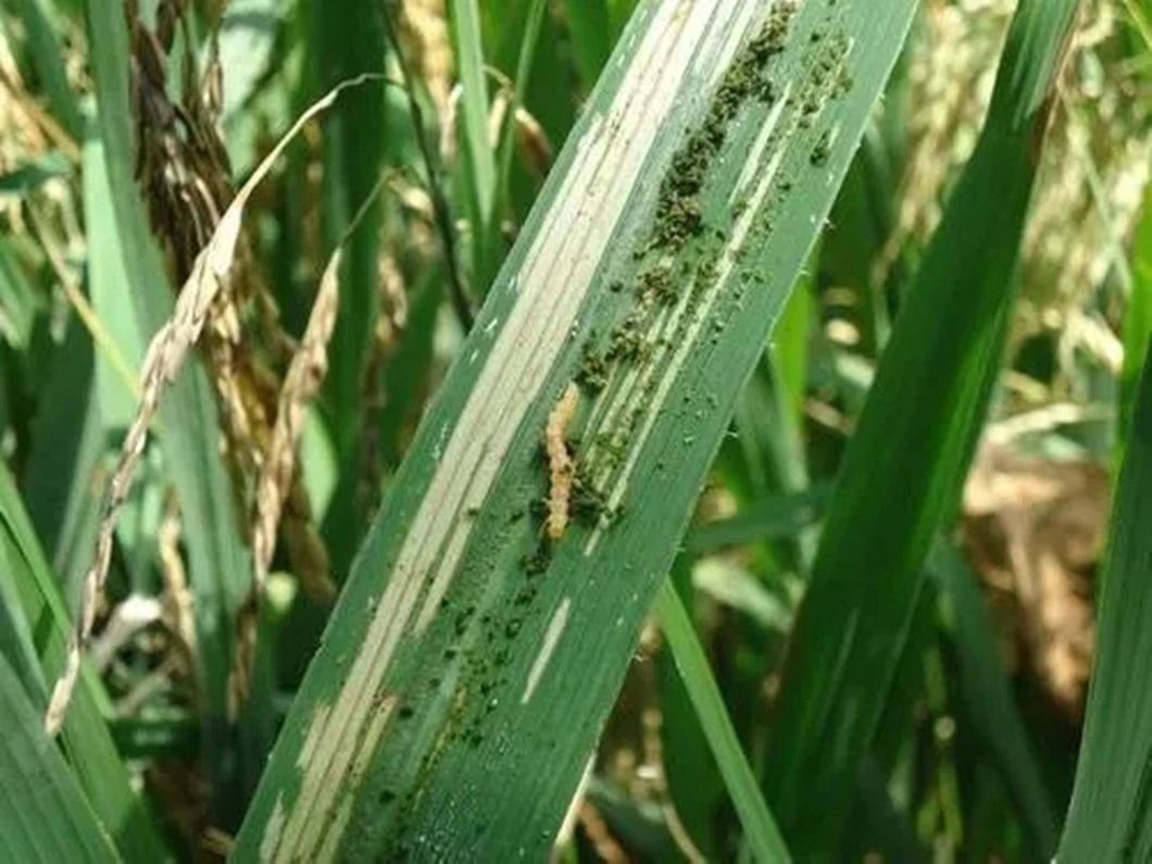 Preço fábrica Produtos químicos agrícolas etoxazol 15% bifenazato 30% WG pesticida Inseticida