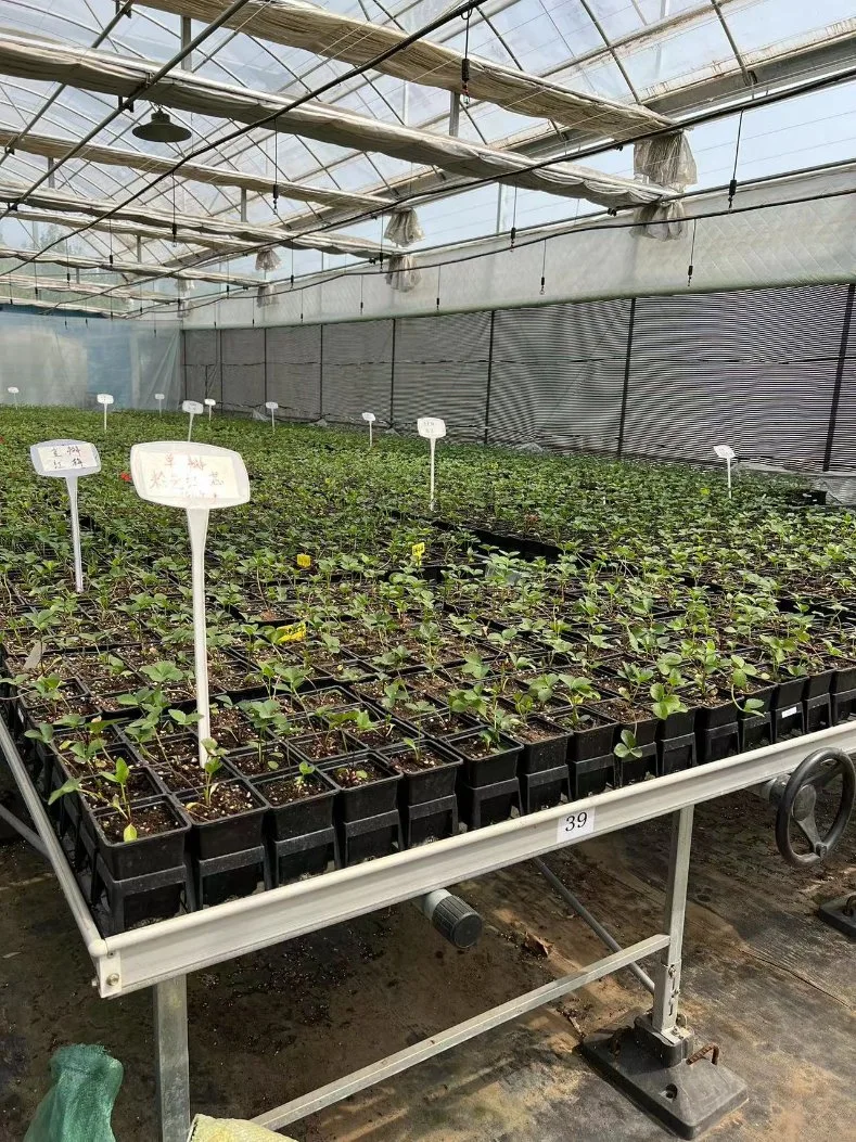 Serre de pépinière avec banc roulant et irrigation de tête pour les fleurs, les tomates, les fraises.