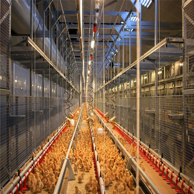 Assembler rapidement les meilleures Structure en acier de qualité les poulets de chair de poulet du système d'alimentation