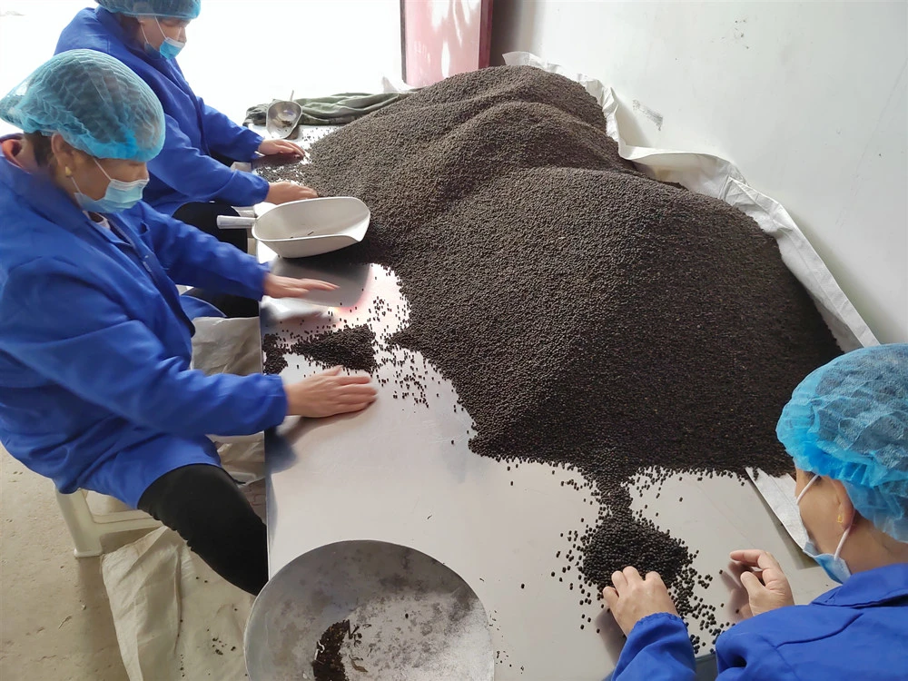 Bi Cheng Qie New Harvested Natural Raw Dried Litsea Cubeba Fruits, Spice Wild Black Fruits Fructus Litseae