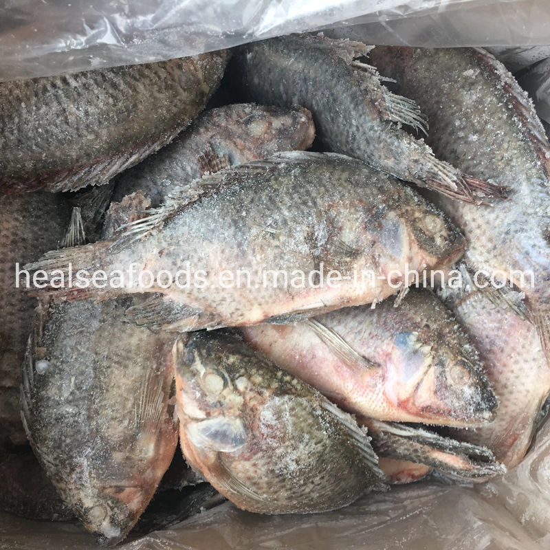 Tamaño de la escala eviscerado 300-500g negro IQF congelado tilapia en China