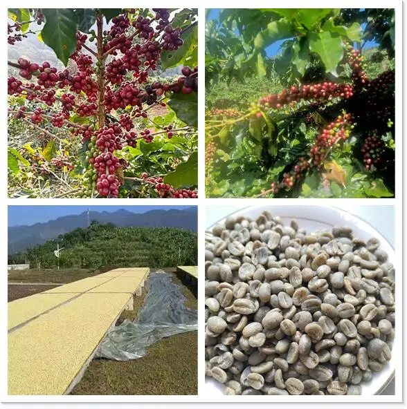 Yunan Green Coffee Bean or Rosted Coffee Distrubitor