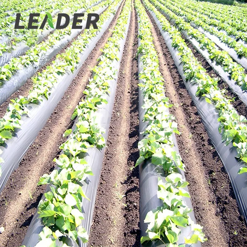 PE de alta calidad de la agricultura Plata Negro pajote de películas