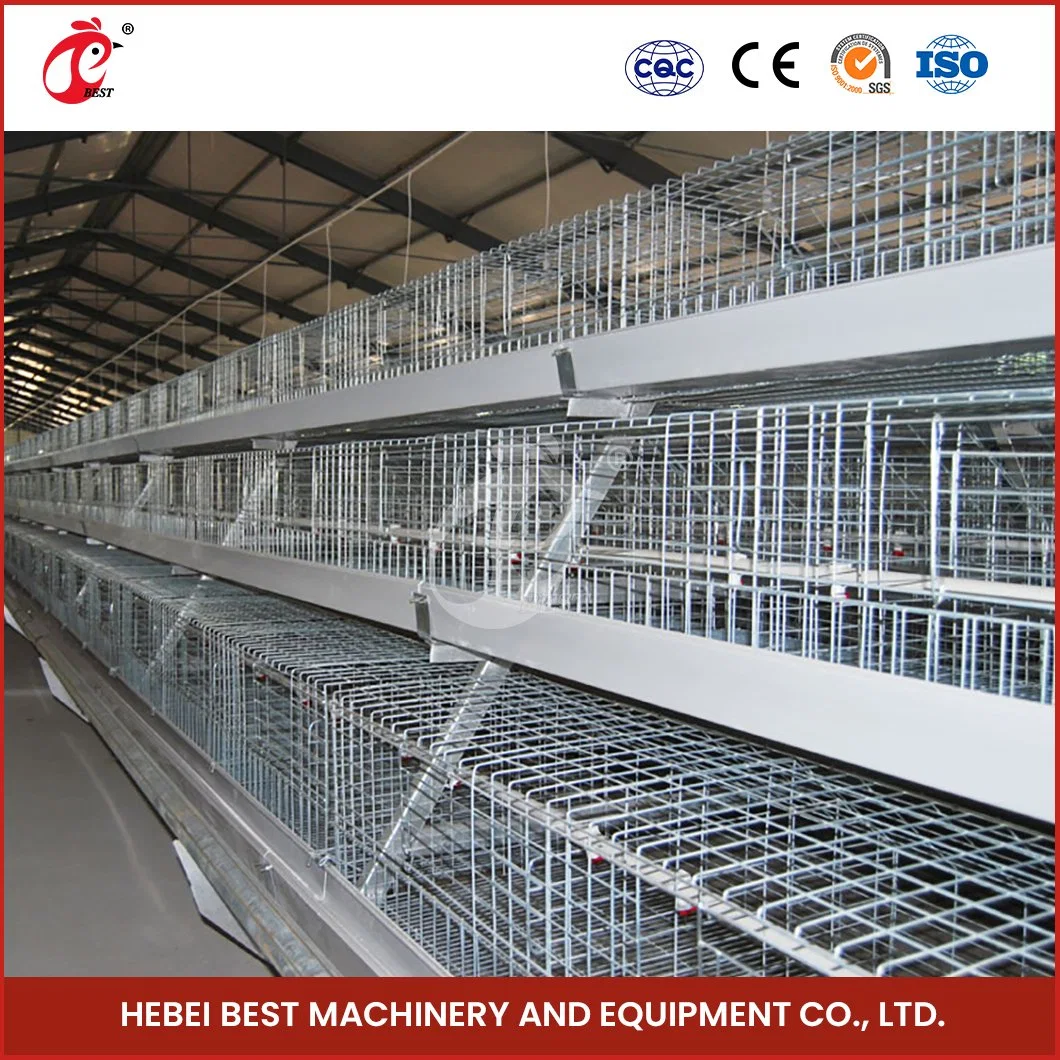 Bestchickencage China Sentinel Coop Lieferanten A Frame Automatic Broiler Cages OEM Custom ISO9001 Zertifizierung Geflügelkage für 1000 Hühner
