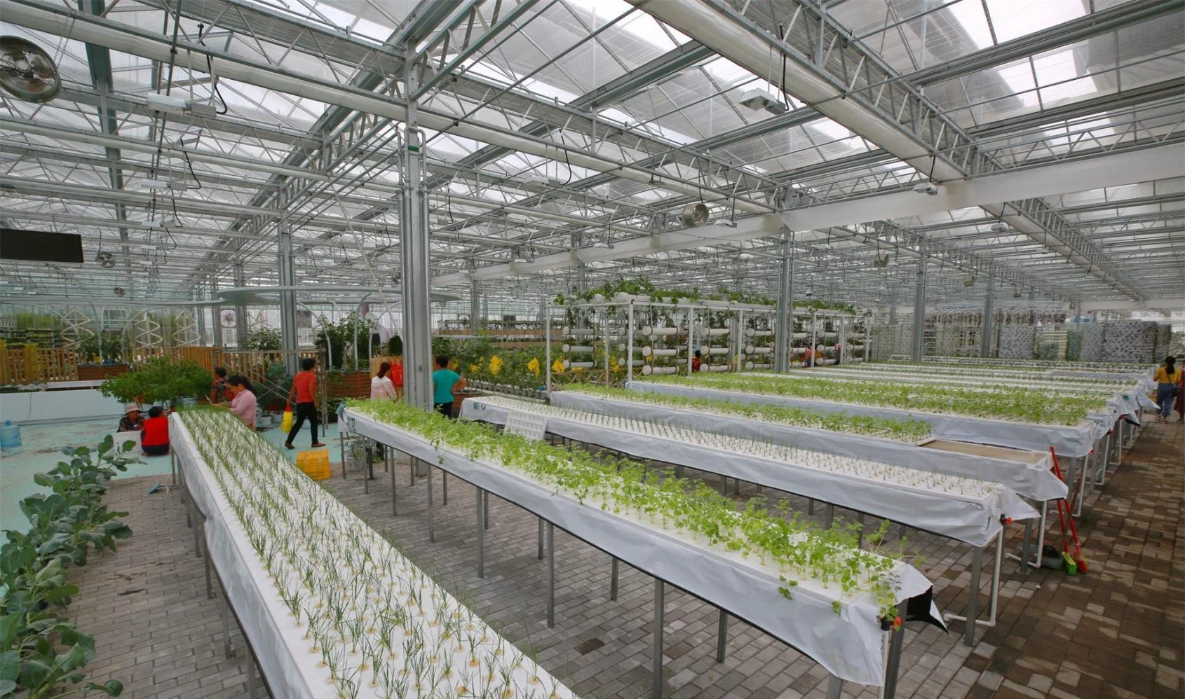 Agricultural Polycarbonate Greenhouse for Mango Cultivation in Japan