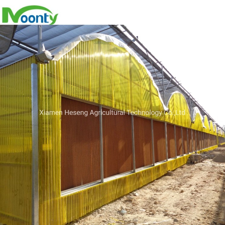 Intelligent Automatic Contorl Multi Span PC Greenhouse Glass Polycarbonate Sheet Covered Greenhouse Turnkey Project