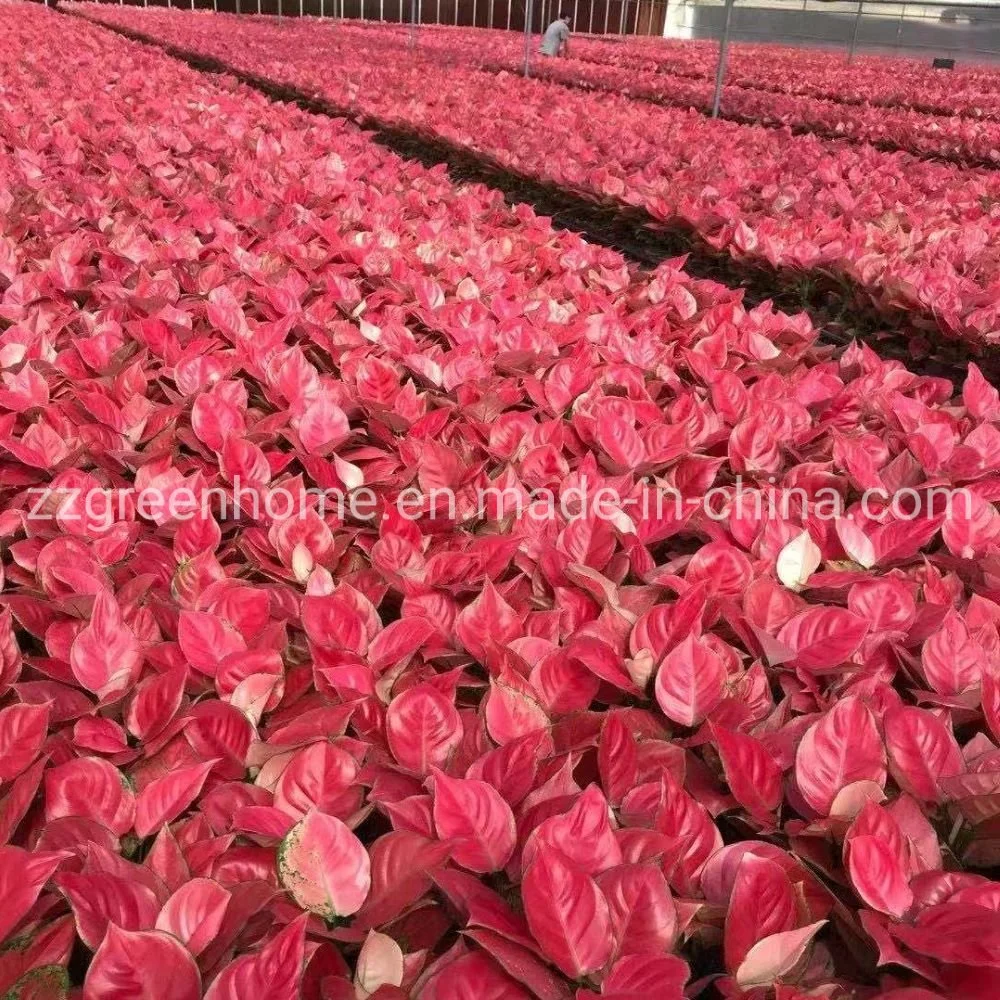 Usine de Live Aglaonema Zhaoyang végétale naturelle rouge