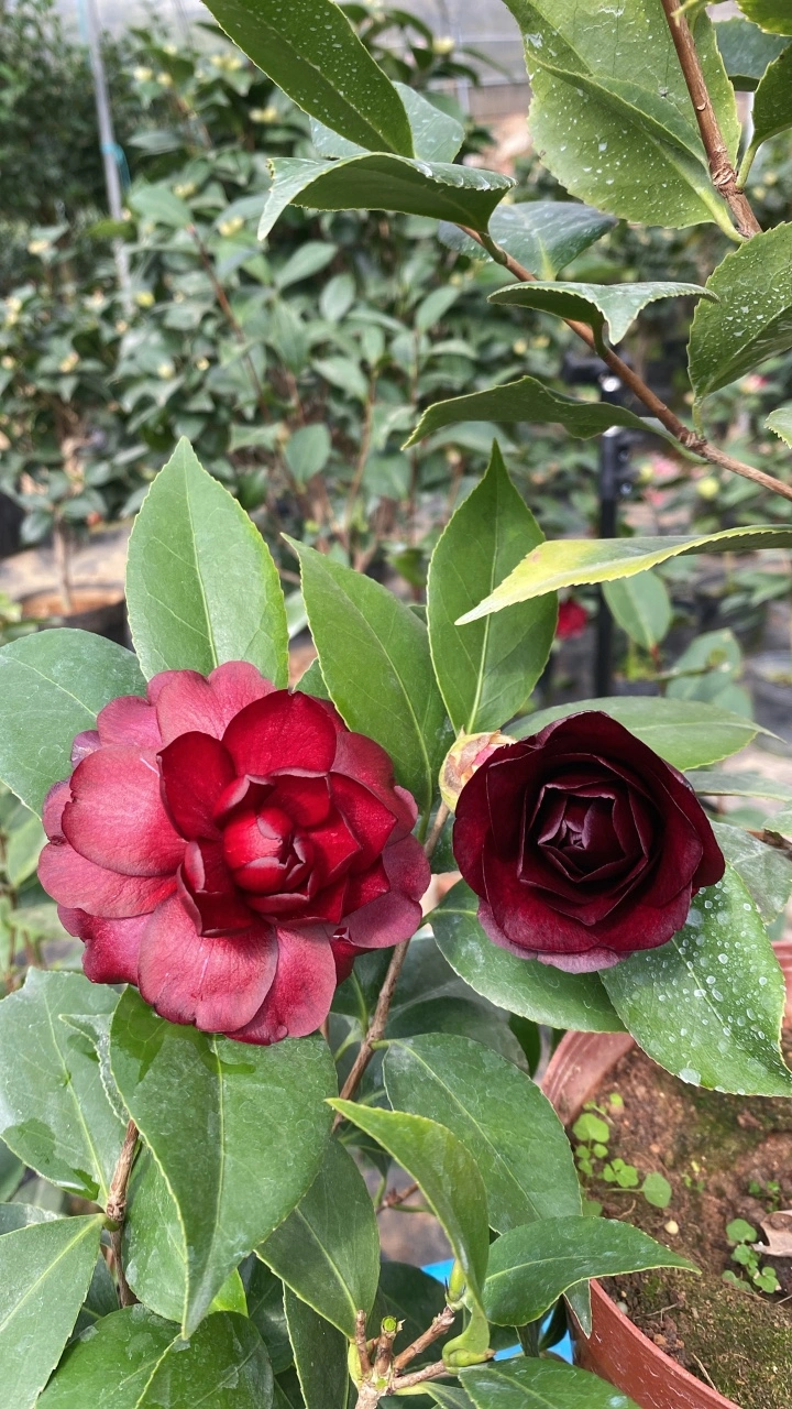 Dark Red Camellia 'mo Chuan' Indoor Camellia Bonsai