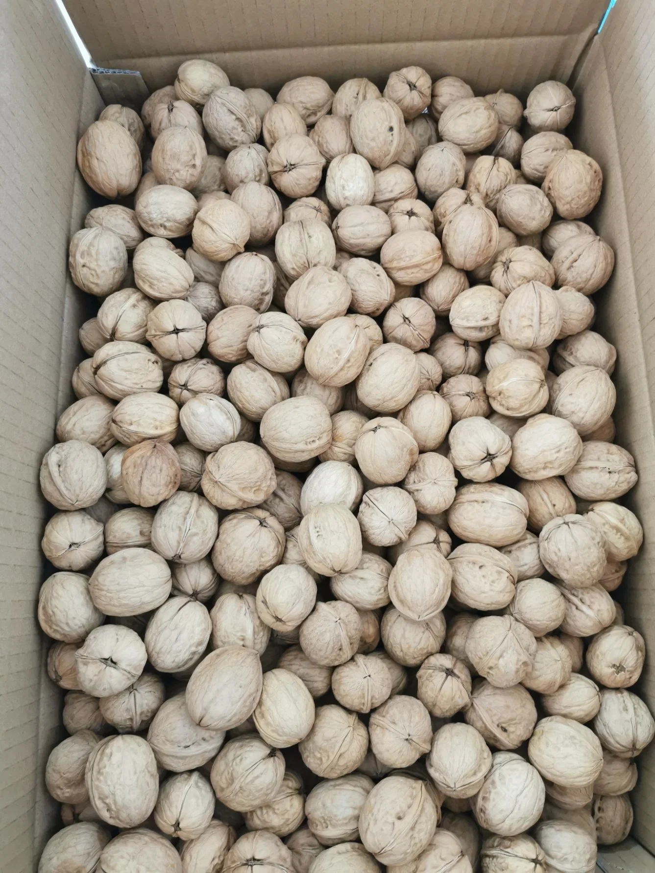 2021 Crop Xinjiang 185 Walnut Inshell