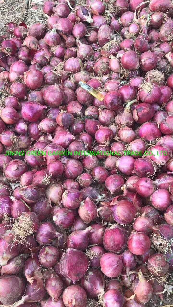 Cebolla cebolla Roja cebolla Roja fresca China cebolla Roja fresca 5-8cm Red Onion forma redonda Red Onion Pack Bolsa de malla Cebolla Gran volumen Red cebolla buena calidad Red cebolla