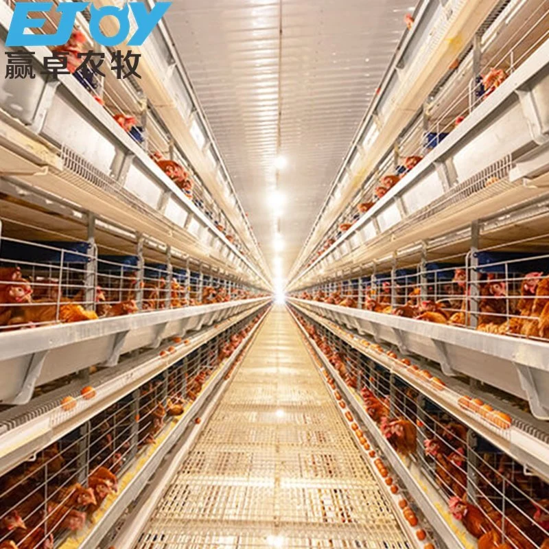 Wholesale/Supplier Poultry Equipment H Type Layer Chicken Cage Automatic Layer Cage System