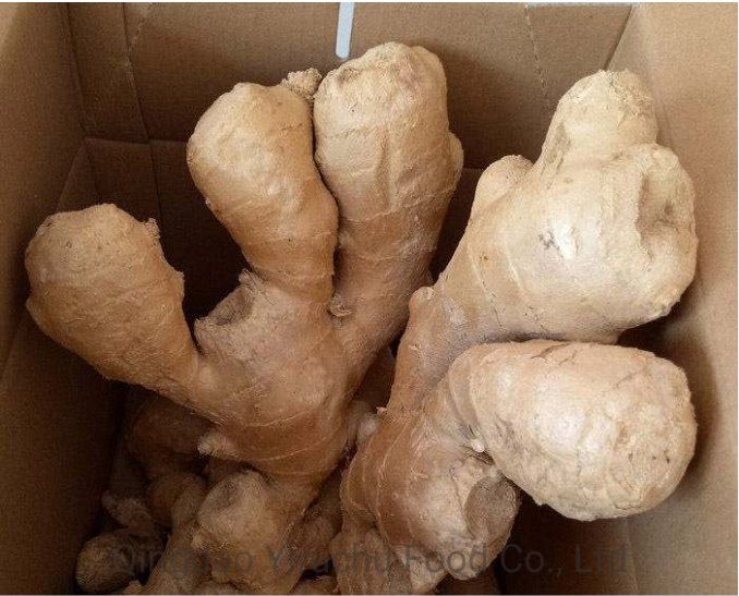 New Crop Organic Air Dry Ginger / Fresh Young Ginger Para exportação