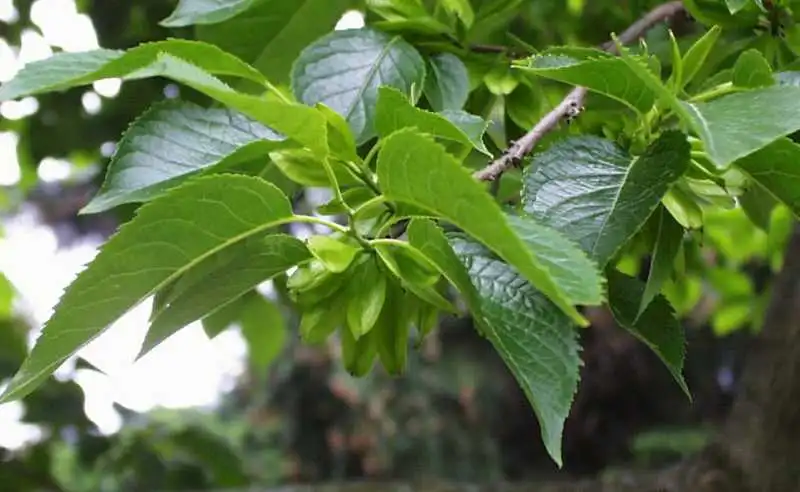 Un 98% de ácido clorogénico como Anti-Inflammatory actividad usada en el té de hierbas