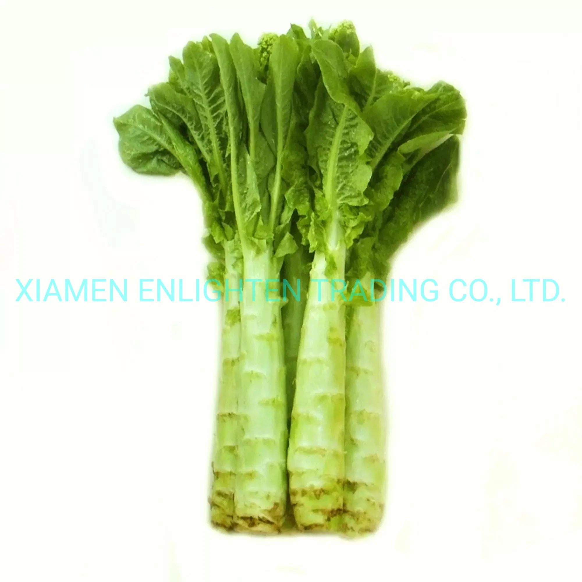 Chinese Factory Price Food Preservation Instant Vegetarian Canned Pickled Lettuce in Jar