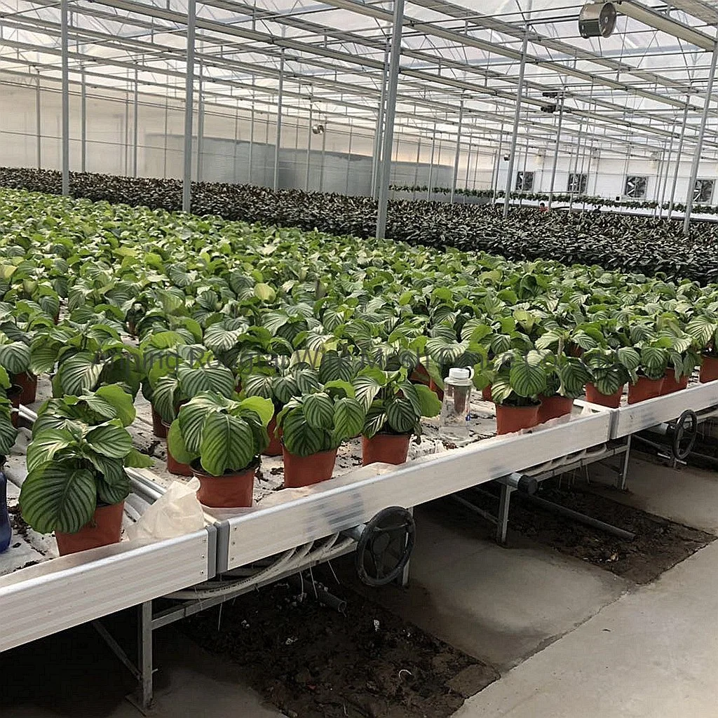 La plantation de semis et la croissance conduit croître la table lumineuse Ebb and Flow Système de banc de roulement