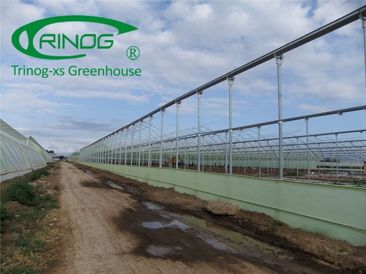 Large Multi-span Film Agriculture Greenhouse With Hydroponic Growing System