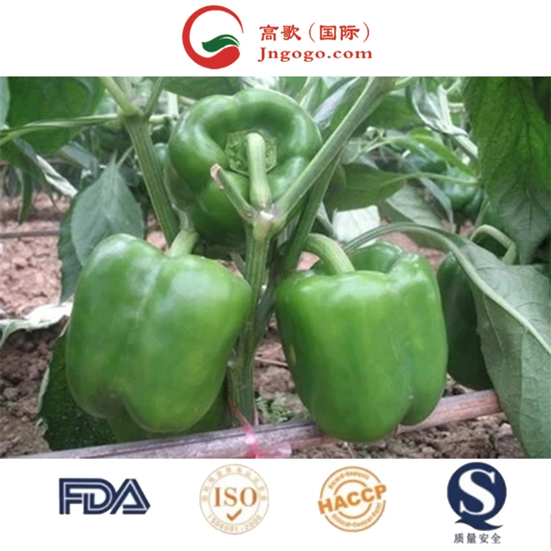 Superior High quality/High cost performance  Pepper Red Chili Seed Chili