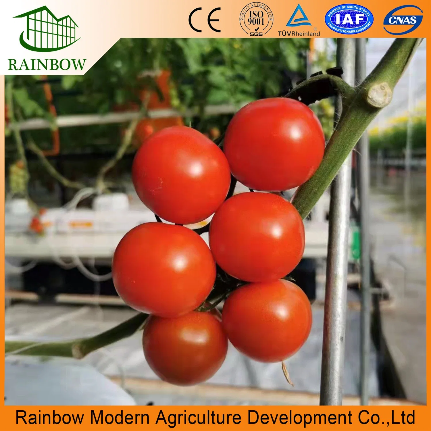 Modern Multi-Span High Tunnel Plastic Film Hydroponic Greenhouse for Agriculture