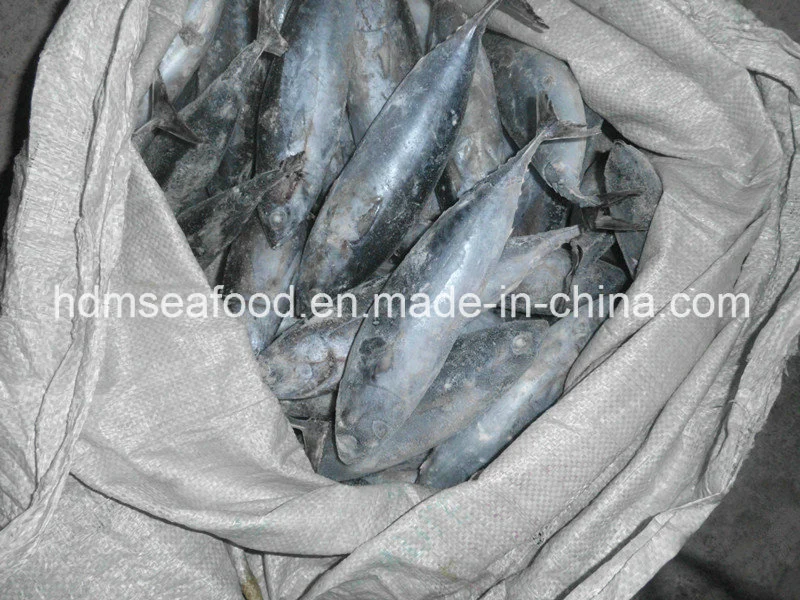 Toda a rodada congelados peixes de Bonito (Euthynnus affinis)