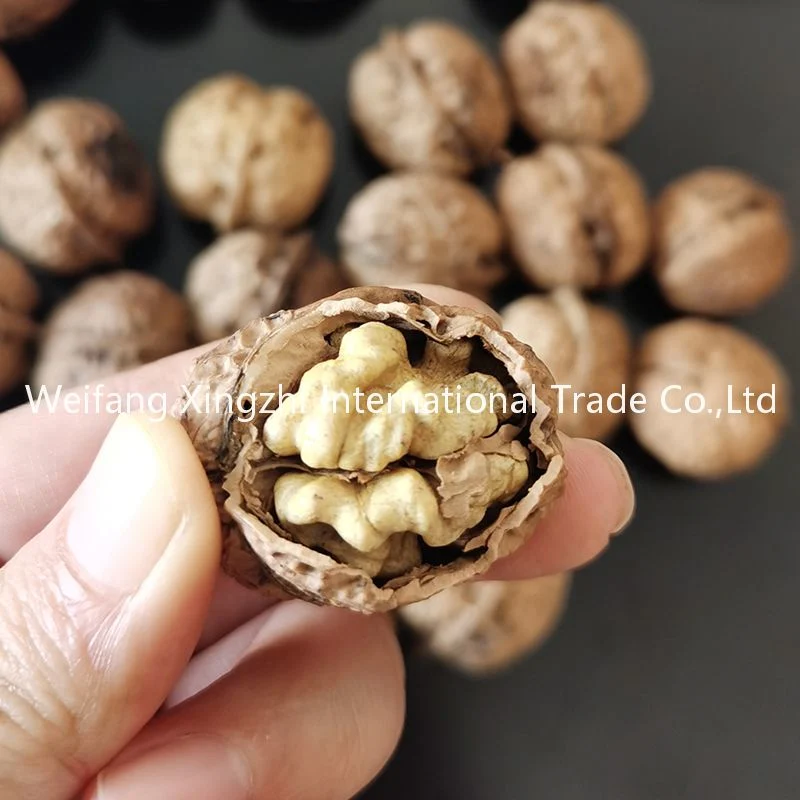 Bulk Packing Raw Walnut in Shell Xinjiang 185 Walnut