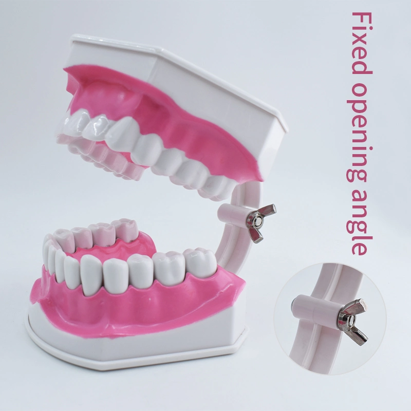 Modelo de los dientes con cepillo de dientes dentadura