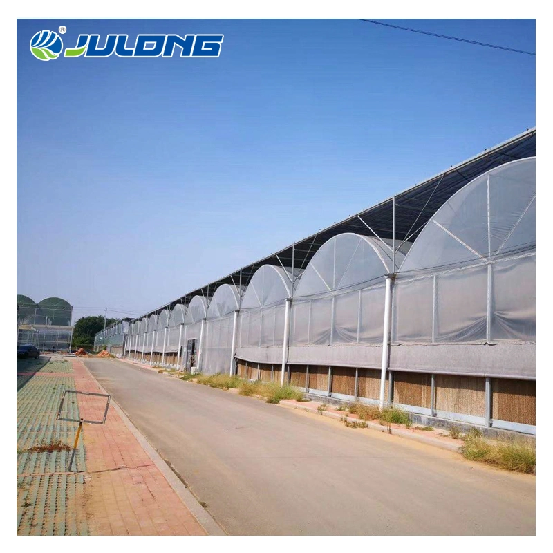 Good Quality Tomato and Strawberry Hydroponics System Smart Green House for Agriculture