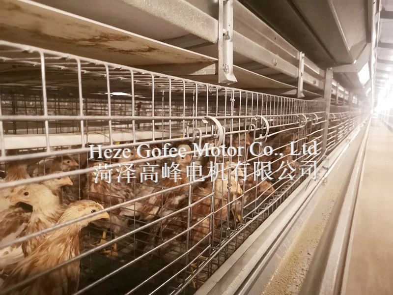 Tipo H Pullet pollo broiler Equipmet Agricultura de 4 niveles jaula de acero galvanizado en caliente de huevo de diseño personalizado