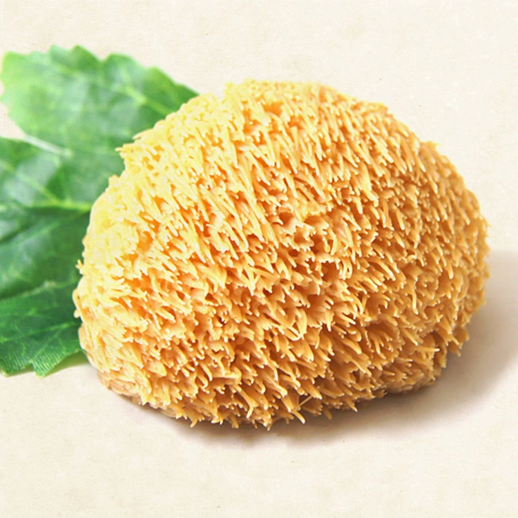 Benefiting Five Internal Organs and Improving Immunity Organic Lion's Mane Hericium Erinaceus Extract Powder Mushroom Extract