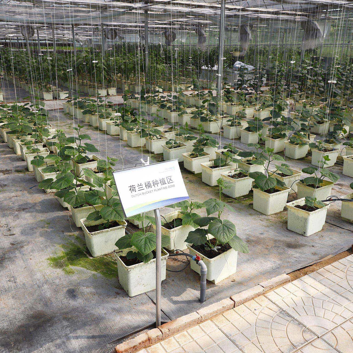 Cost-Effective PC Sheet Greenhouse for Tomato Hydroponic Growing in Middle Asia Area