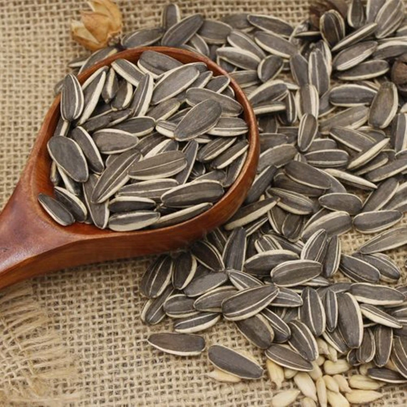 Raw Big Size New Crop Sunflower Seed at Low Price