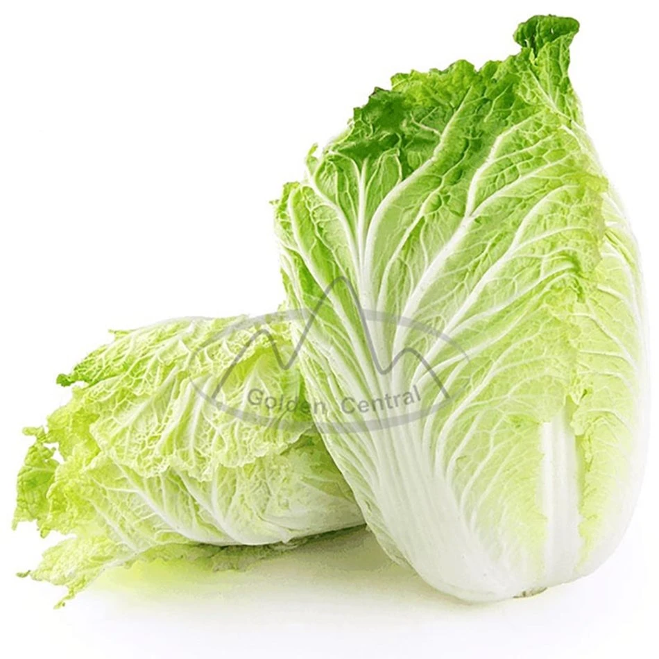 Delicious Chinese Cabbage Fresh Long Cabbage Export From China