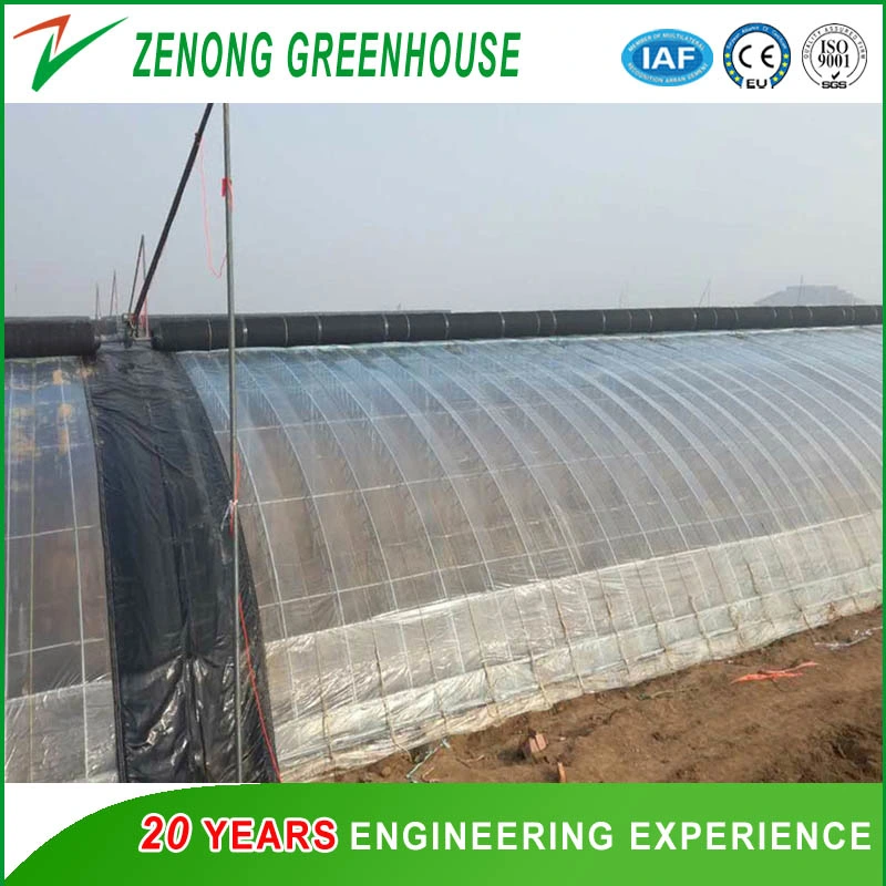 Single Span Greenhouse for Winter Planting No Need Heating China Special Greenhouse with Soil Back Wall